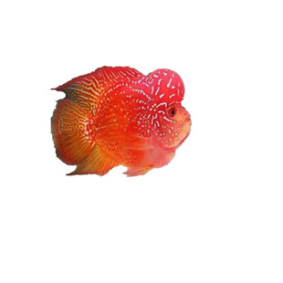 泰国进口罗汉鱼起头成鱼大苗亚成红马骝爆头鸿运满银鱼苗活鱼活鱼