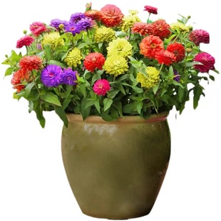 重瓣太阳花种子苗大花卉种子花种籽四季松叶牡丹花卉种子阳台盆栽