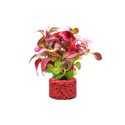 水草植物鱼缸造景专用绿菊套餐