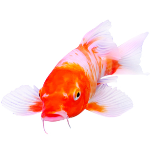 观赏鱼锦鲤活体冷水鱼淡水鱼红草金鱼大型好养耐活鱼红鲤鱼小锦鲤