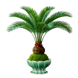 铁树盆栽水培苔藓球植物盆景福禄旺宅绿植室内阳台桌面四季好养活