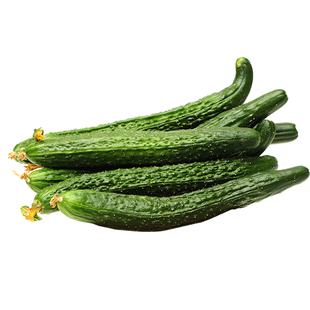 高产黄瓜苗水果黄瓜苗盆栽嫁接满地爬黄瓜苗穴盘苗大黄瓜蔬菜种苗