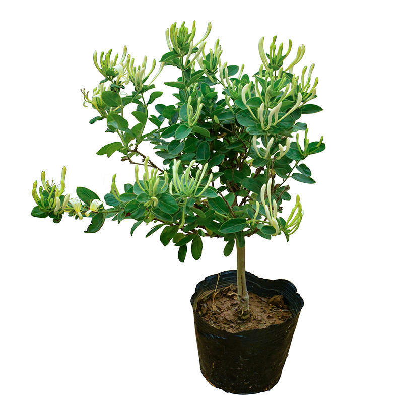 正宗四季金银花苗树形红金银花树苗爬藤赏花地道药用彩色庭院盆栽