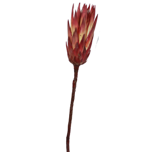 南非进口雪莲花干花家居软装搭配装饰莲枝民宿酒店样板间摆件花材