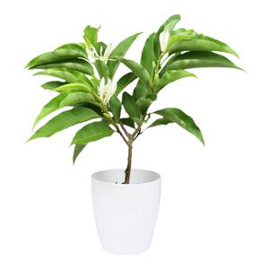 白兰花盆栽花卉植物室内玉兰树苗带花苞四季开花浓香黄角兰花苗大