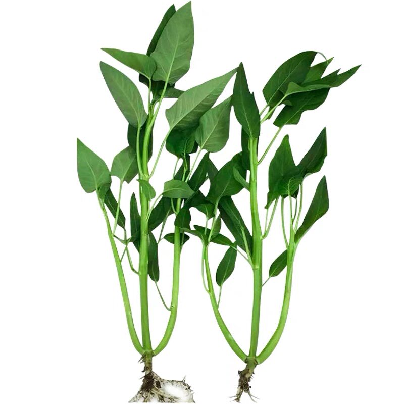 四季空心菜秧苗苗子空心菜苗水培