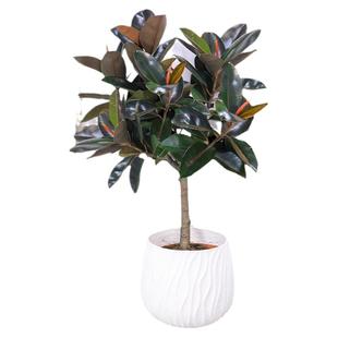 橡皮树客厅大盆栽黑金刚造型老桩棒棒糖落地式绿植室内大禄植真花