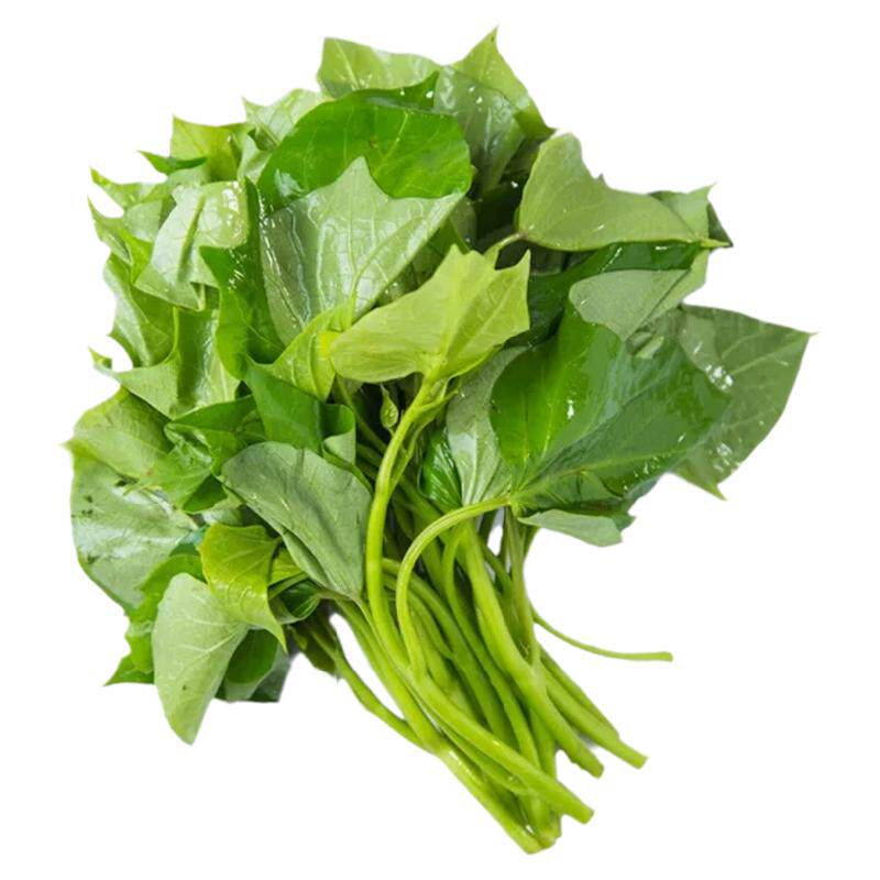 新鲜地瓜叶 红薯叶500克地瓜藤 新鲜蔬菜番薯叶 春季时令蔬菜上市
