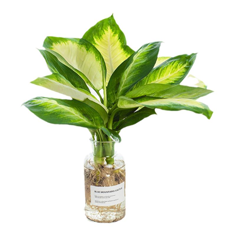 银皇后万年青室内桌面盆栽植物
