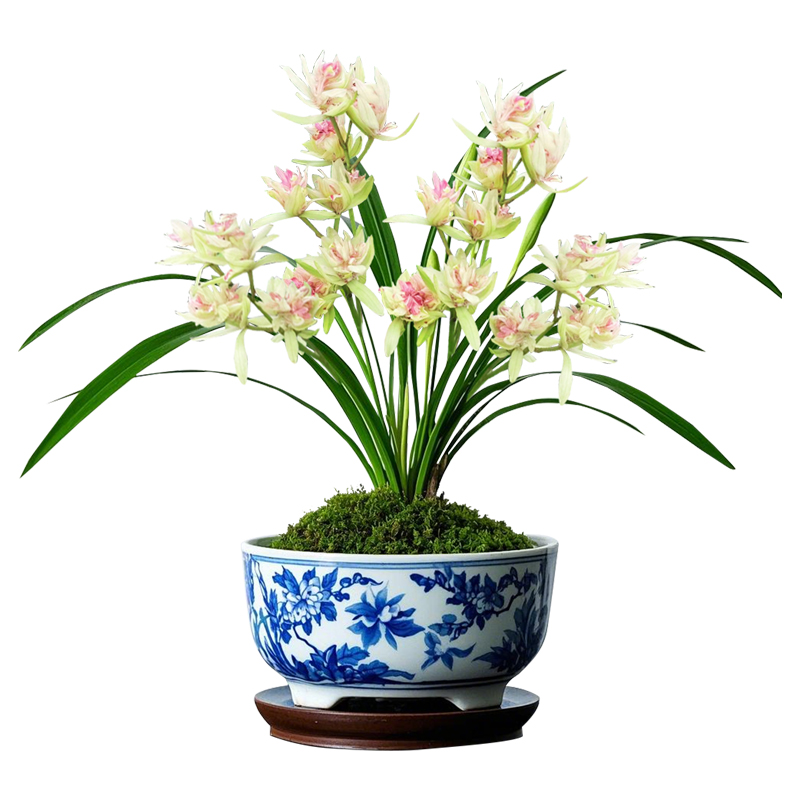 【好運牡丹】蘭花苗濃香夏秋帶花苞室內名貴盆栽花卉四季建蘭綠植