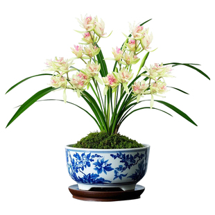 【好运牡丹】兰花苗浓香夏秋带花苞室内名贵盆栽花卉四季建兰绿植