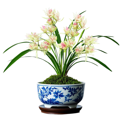 【好运牡丹】兰花苗浓香夏秋带花苞室内名贵盆栽花卉四季建兰绿植