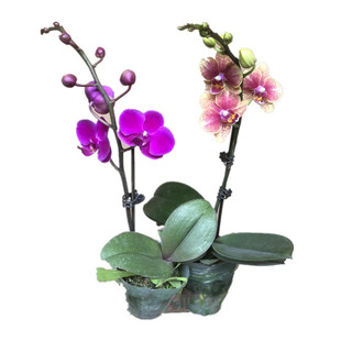 蝴蝶兰花盆栽石斛兰带花苞花剑办公桌面客厅文心兰梦香绿植物花卉