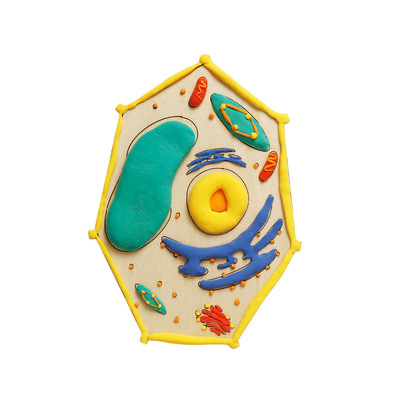 动物植物细胞模型手工制作材料包