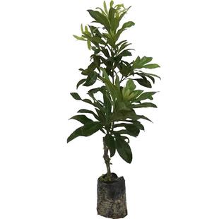 杨梅树树苗带土南方嫁接水晶果树果苗早熟大东槐当年结果