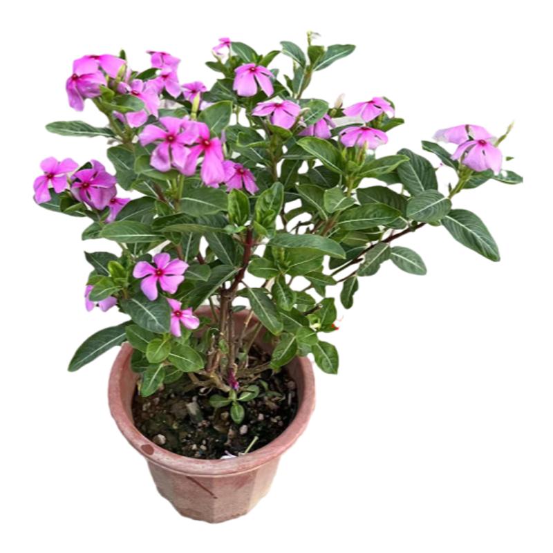 五叶梅带花苞阳台四季开花长春花