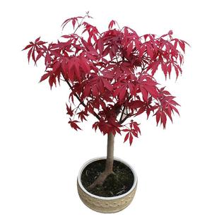红枫树苗日本红舞姬中国三季红美国太冷别墅四季羽毛黄金流泉庭院