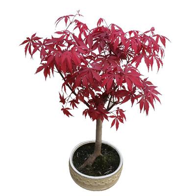 日本红舞姬红枫羽毛枫黄金枫泰勒