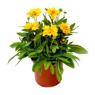 金鸡菊花籽多年生宿根矮生大花金鸡菊花种籽子四季易活单瓣重瓣