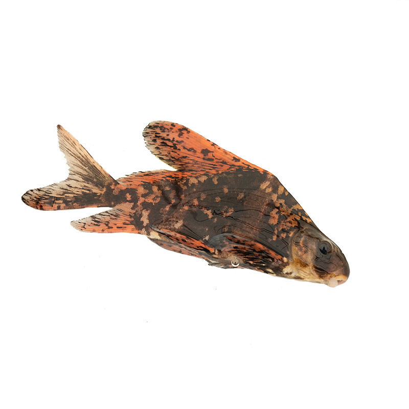 胭脂美人鱼苗淡水养殖食用鱼缸清道夫观赏胭脂鱼清洁一帆风顺鱼苗