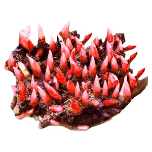 重瓣芍药花苗种根块四季开花阳台庭院植物盆栽耐寒花卉易活好养