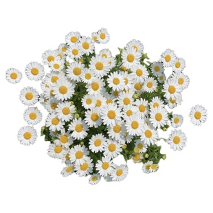 切花洋甘菊花种子花种子四季易种花草卉盆栽植物花种籽子野花组合