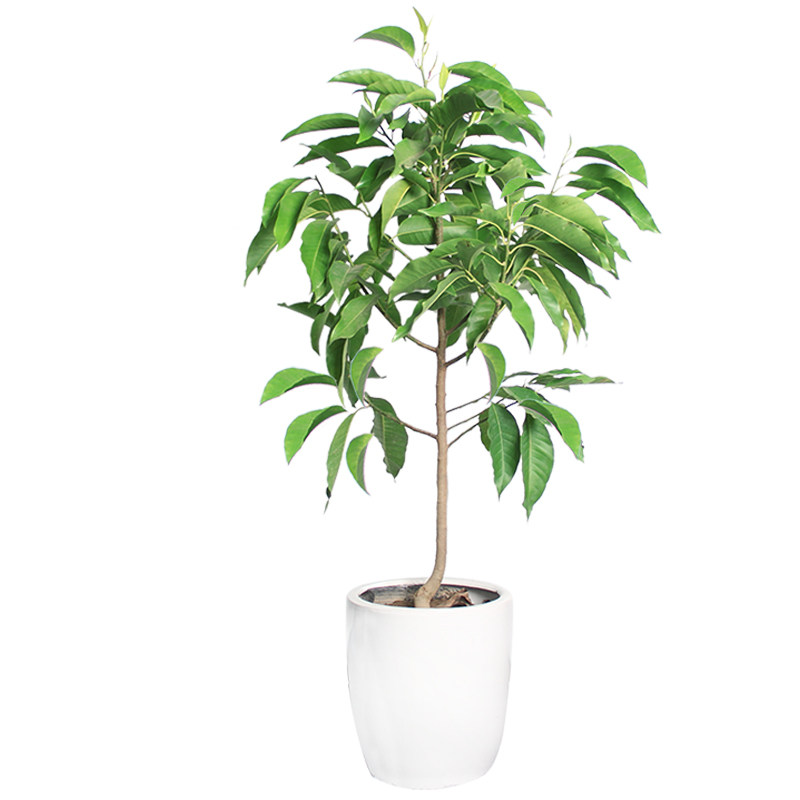 绿植盆景室外庭院白兰花