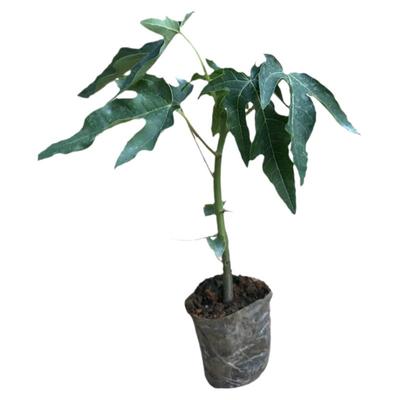 木瓜苗树苗盆栽南方种植当年结果