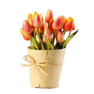 天狼进口种球郁金香自然球/5度球耐寒球根春季花卉家庭园艺好养