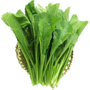 绿杆青菜种子 云南小苦菜种子板叶苦菜籽春秋云贵川小青菜蔬菜籽