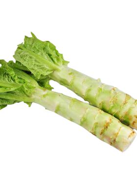 种子莴苣蟋蟀蔬菜四季