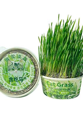 懒人猫草开盖即种冬季猫草化毛球