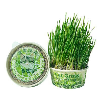 懒人猫草开盖即种冬季猫草化毛球