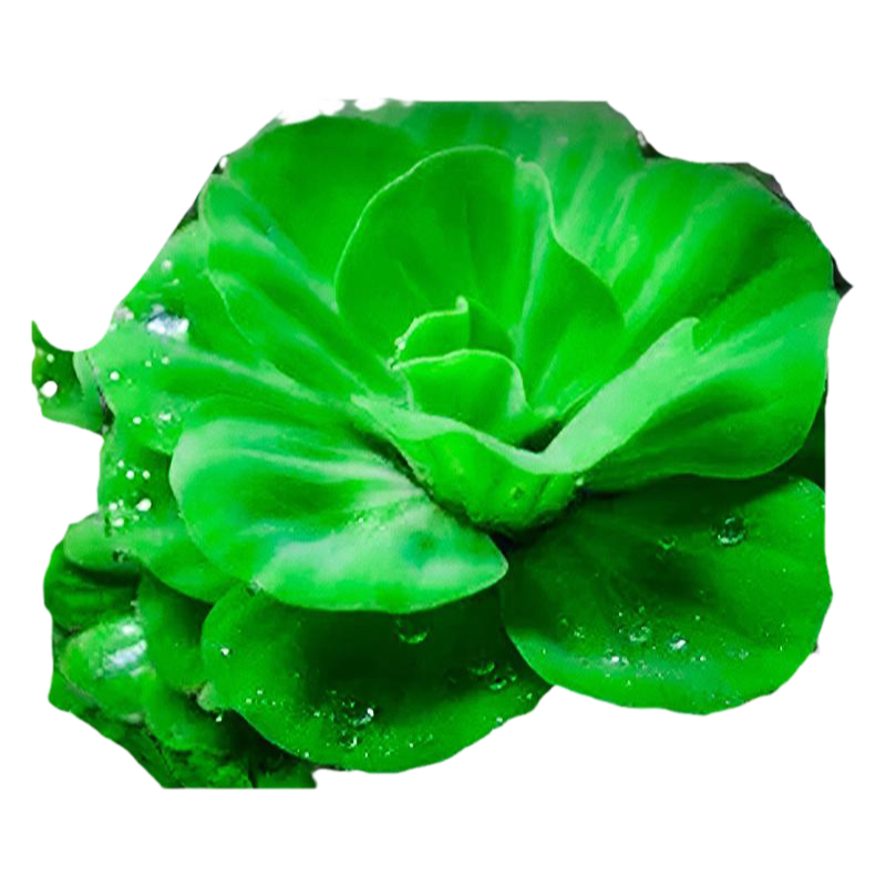 浮萍水草一叶莲鱼缸专用水培植物古法养鱼水葫芦水芙蓉圆心萍造景