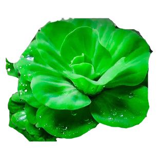 浮萍水草一叶莲鱼缸专用水培植物古法养鱼水葫芦水芙蓉圆心萍造景