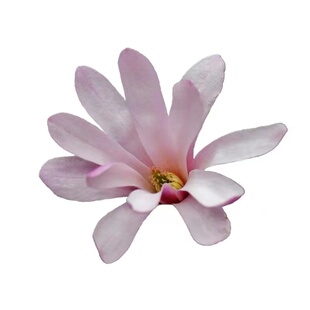 【星花玉兰】”玫瑰“花园庭院露台低矮趣味乔木花镜爆花盆栽花卉