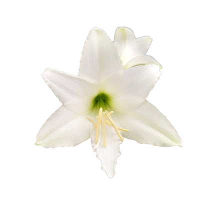 带香味的朱顶红安普托长筒喇叭花