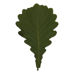 2025新鲜干槲叶粽子叶精选大号菠萝叶柞树叶桲椤叶胡叶100片包邮