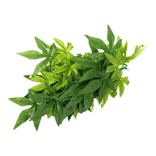 Reptizoo爬虫饲养箱鱼缸造景爬宠仿真植物蜥蜴龟蛇缸装饰藤蔓挂叶