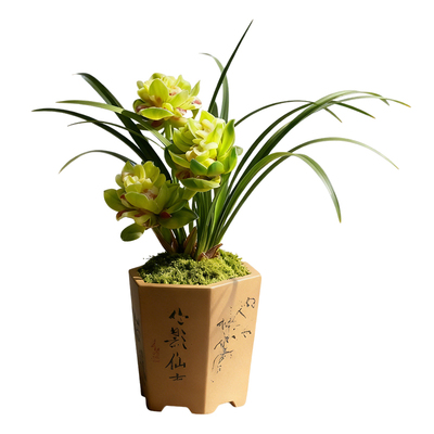 九仙牡丹兰花盆栽奇花兰草