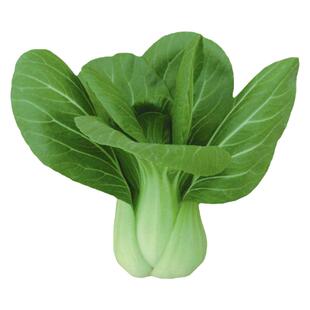 黑叶矮箕苏州青油菜种子矮脚小白菜青菜油菜种籽春季夏季蔬菜种孑