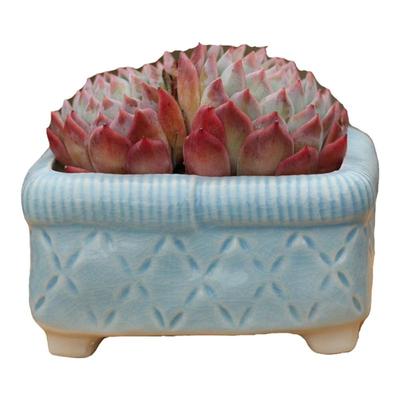 白瓷长方盆印章多肉花盆