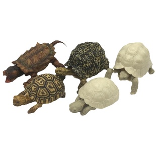 现货万代日本正版 生物大图鉴龟类05 乌龟 闭壳龟 可动 手办 扭蛋