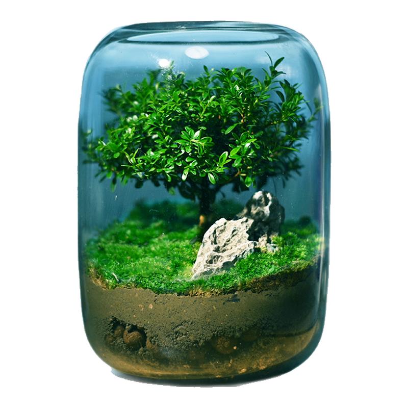 生命之树苔藓微景观生态瓶创意桌面造景盆景绿植盆栽节日生日礼物