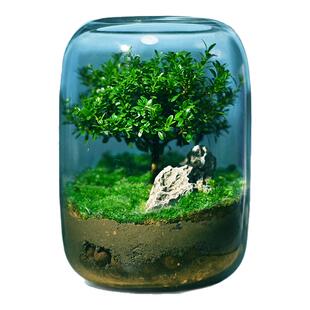 生命之树苔藓微景观生态瓶创意桌面造景盆景绿植盆栽节日生日礼物