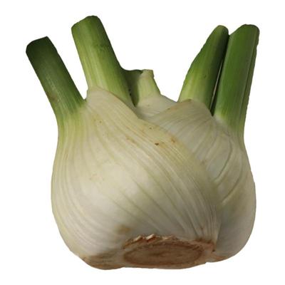 球茎茴香种籽苗四季回香