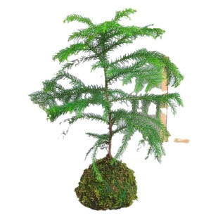 水培植物苔藓球南洋杉盆栽盆景室内水养绿植澳洲杉净化空气吸甲醛