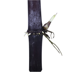 紫色皇竹草多年生四季红紫象草种子牧草巨菌草皇竹草种苗子种芽苗