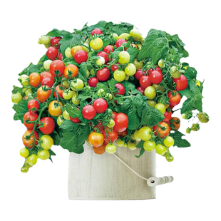 矮生盆栽小番茄苗植株种子矮生小西红柿苗秧圣女果苗蔬菜大全幼苗