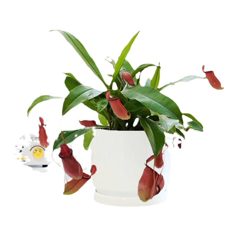 猪笼草客厅阳台驱蚊植物